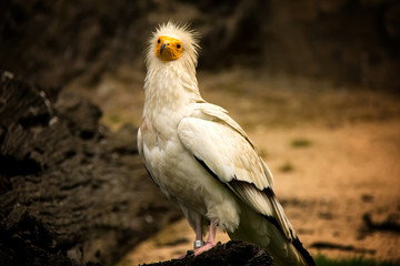 Portrait of Egyptian Vulture.