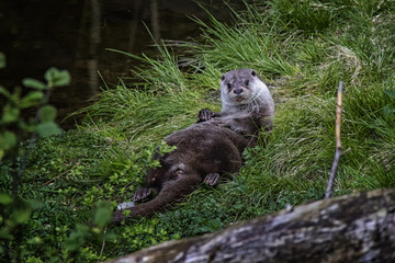 Otter sticks out his tongue, Tier-freigel&auml;nde Neuschonau.
