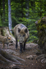 Wildboar with piglet.