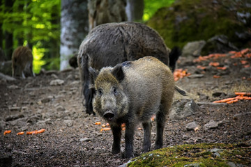 Wildboar in forest looking to camera.