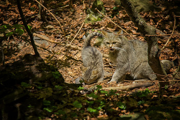 Wildcat give a mouse to her cub.
