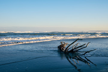 Albero sulla riva del mare, orizzonte