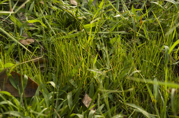 texture grass stock images