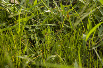 texture grass stock images