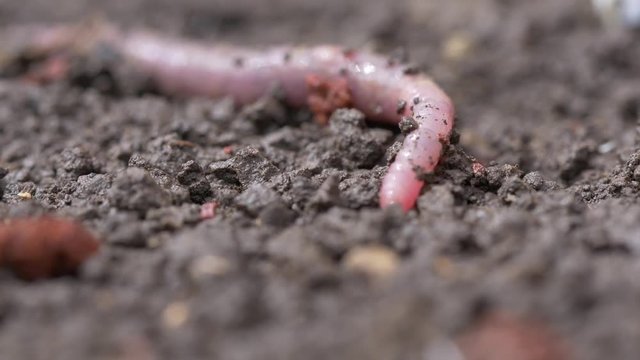Red worm on the ground