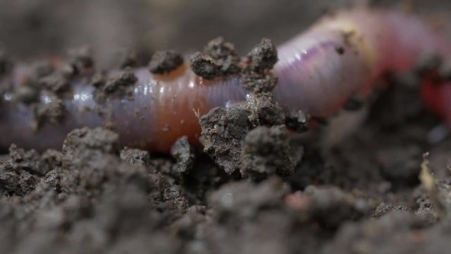 Red worm earthworm macro