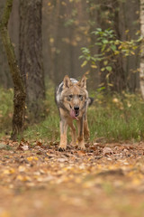 The gray wolf or grey wolf (Canis lupus) standing on a rock