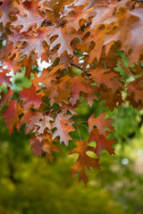 Quercus shumardII tree