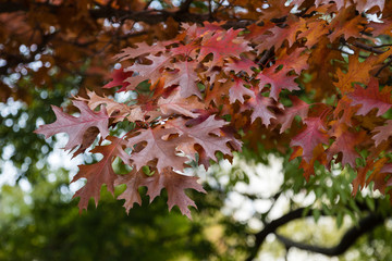 Quercus shumardII tree
