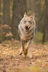 The gray wolf or grey wolf (Canis lupus) standing on a rock