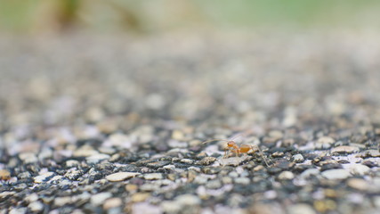 Blurred ants in nature.