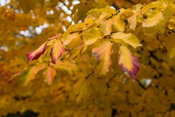 Parrotia Persica plant
