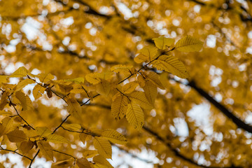 Carpinus Betulus plant