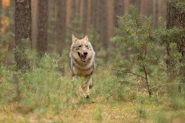 The gray wolf or grey wolf (Canis lupus) standing on a rock