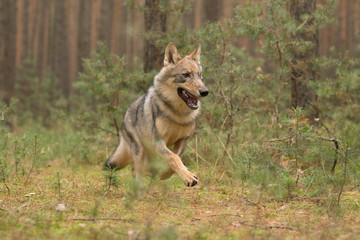 The gray wolf or grey wolf (Canis lupus) standing on a rock