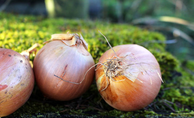 Organic vegetables, healthy food, fresh vegetables and ingredients on the table in the wood. Organic onions on a wooden board. Concept healthy lifestyle.Blurred background.