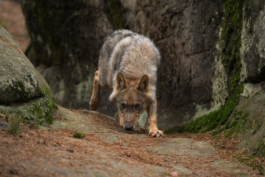 The gray wolf or grey wolf (Canis lupus) standing on a rock