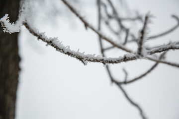 Frost Covered Tree Close Up