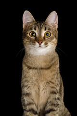 Portrait of Curious face Domestic Cat, Isolated Black Background, Front view