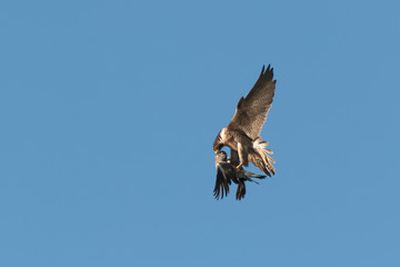 An adult Peregrine Falcon, Falco peregrinus, in flight isolated against clear blue sky with pigeon...