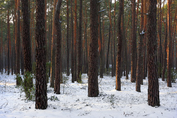 Naklejka premium Thicket of trees and bushes of a natural forest in a winter season