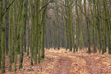 Thicket of trees and bushes of a natural forest in an early spring season