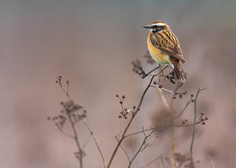 Fototapeta premium Single Whinchat bird on a stem during a spring nesting period