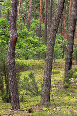 Thicket of trees and bushes of a natural forest in a summer season