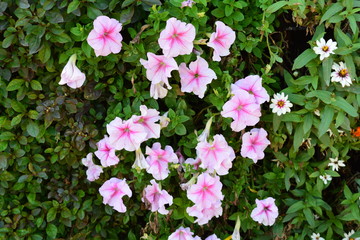 Pink flower bush