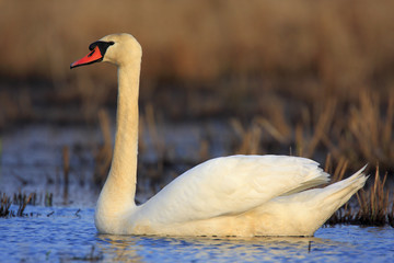Single Mute swan bird on a water surface during a spring nesting period