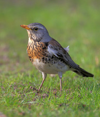 Single Fieldfare bird in a green grass during a spring nesting period