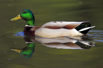 Single Mallard Wild duck on a water surface during a spring nesting period