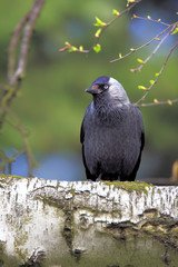 Single Jackdaw bird on tree branch during a spring nesting period