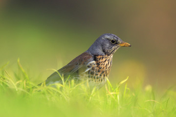 Single Fieldfare bird in a green grass during a spring nesting period
