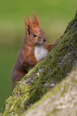 Single Red Squirrel on a tree trunk during a spring period