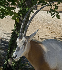 Oryx gazelle. Latin name - Oryx gazella gazella