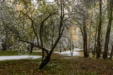 Late Autumn - the first snow