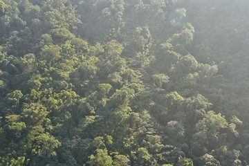 Fototapeta na wymiar Aerial View of Lush Green Forest on Mountain