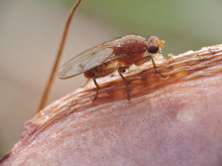 fly eating on the edge of a mushroom