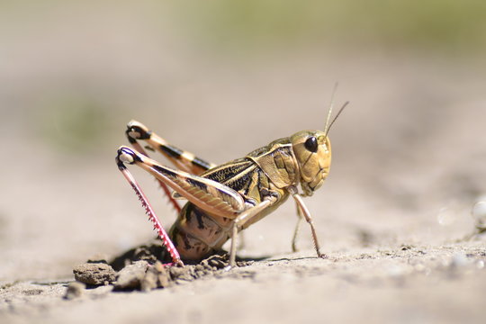 Grasshopper putting egg on the floor of the mountain