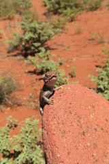 upright picture of small gecko sitting on a sandstone