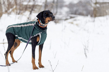 Doberman on a leash , muzzle