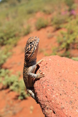 upright picture of small gecko sitting on a sandstone