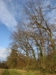 Kahle Eichenstämme im Winter bei Plankstadt
