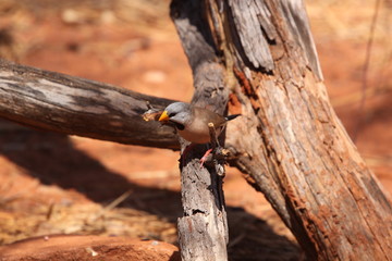 Birds of Australia - zebra finch