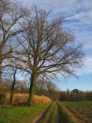 Kahler Eichenstamm im Winter bei Plankstadt