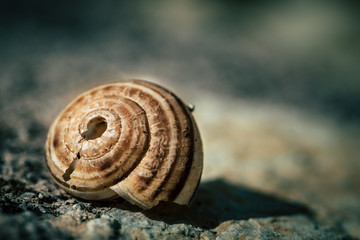 Empty snail shell with cracks on a stone surface, closeup