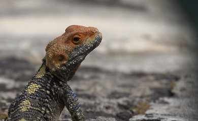 Lizard, Corfu City, Greece
