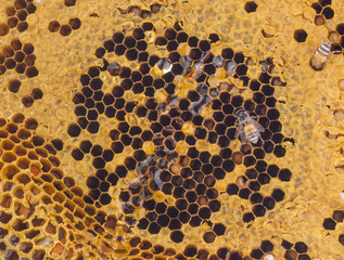 bees on honeycombs full of honey