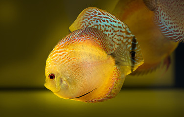Diskusfisch
